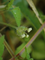 Australina pusilla pusilla