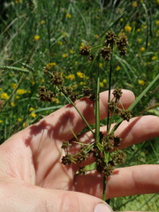 Scirpus georgianus