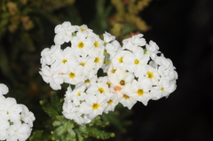 Heliotropium stenophyllum