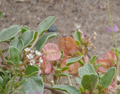 Tripterocalyx micranthus