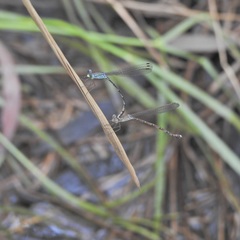 Indolestes tenuissimus