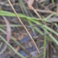 Indolestes tenuissimus