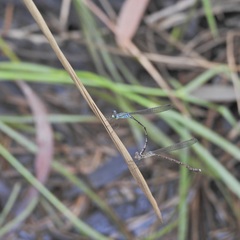 Indolestes tenuissimus