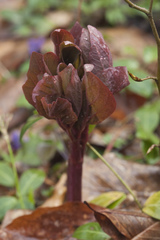 Paeonia caucasica