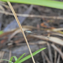 Indolestes tenuissimus