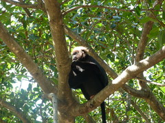 Semnopithecus johnii