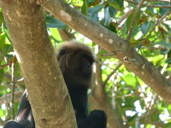 Semnopithecus johnii