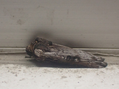 Xylena thoracica