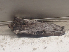 Xylena thoracica