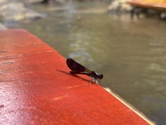 Aristocypha fenestrella