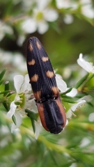 Ophidius dracunculus