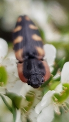 Ophidius dracunculus