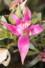 Krameria cistoidea
