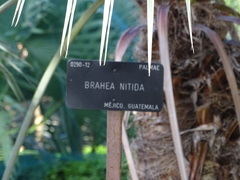 Brahea nitida