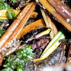 Notiophilus sylvaticus