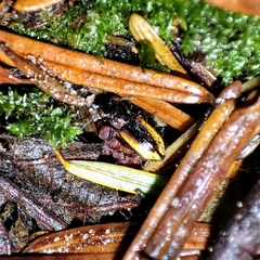 Notiophilus sylvaticus