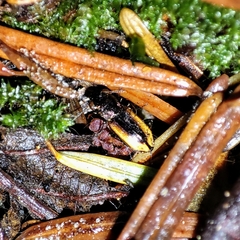 Notiophilus sylvaticus