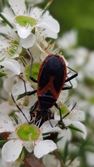 Dindymus circumcinctus