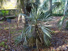 Trithrinax schizophylla