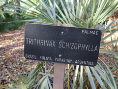 Trithrinax schizophylla