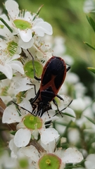 Dindymus circumcinctus