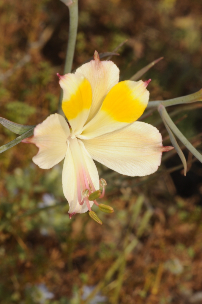 Alstroemeria kingii