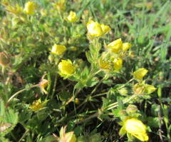 Potentilla humifusa