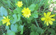 Ficaria verna calthifolia