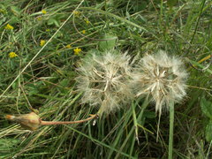 Scorzonera purpurea