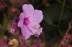 Mirabilis elegans