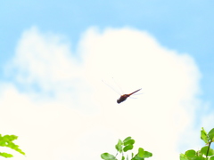 Tramea transmarina euryale