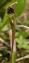 Luzula multiflora sibirica