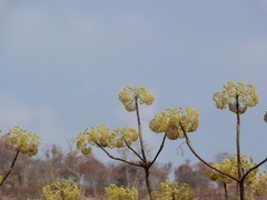 Gyrocarpus americanus