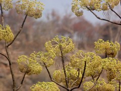 Gyrocarpus americanus