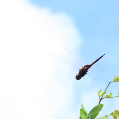 Tramea transmarina euryale