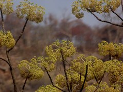 Gyrocarpus americanus
