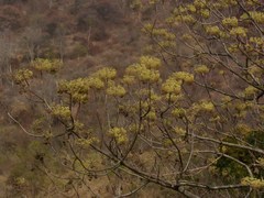 Gyrocarpus americanus