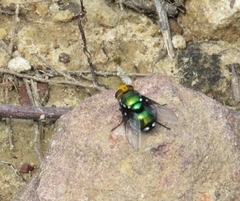 Amenia chrysame