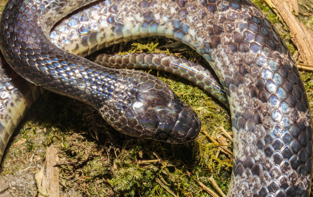 Huaping Wolf Snake