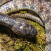 Huaping Wolf Snake - Photo (c) guliwu_island, some rights reserved (CC BY-NC), uploaded by guliwu_island