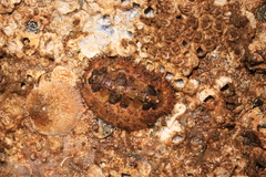 Mopalia ciliata
