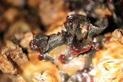 Watersipora cucullata