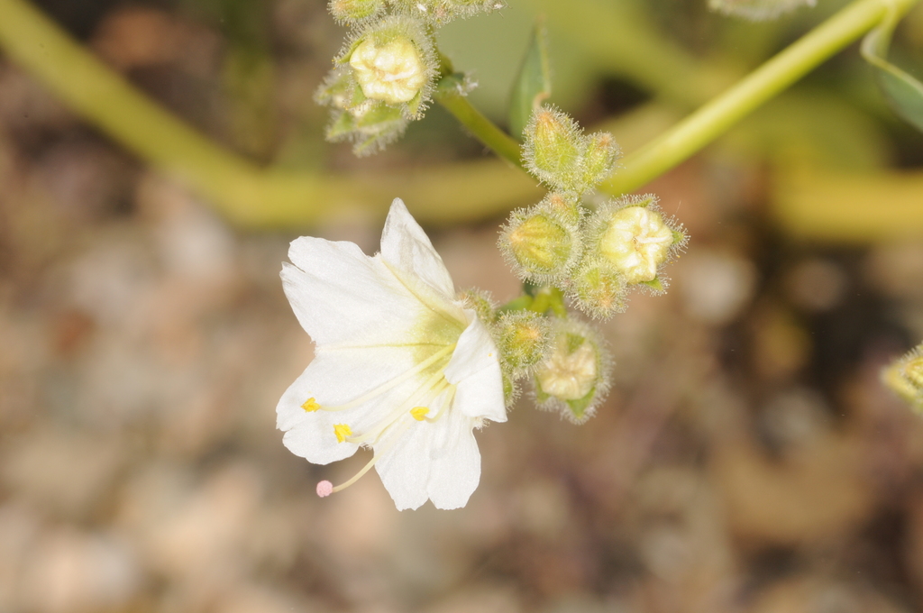 Mirabilis