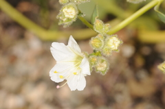 Mirabilis elegans