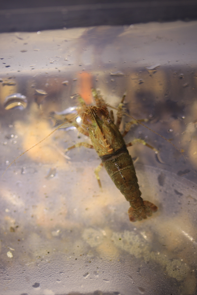 Deep Blade Shrimp