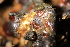 Watersipora cucullata