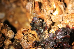 Watersipora cucullata