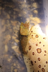 Spirontocaris prionota