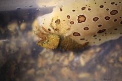 Spirontocaris prionota