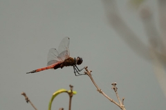 Tramea transmarina euryale